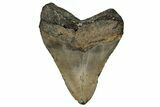 Fossil Megalodon Tooth - North Carolina #358923-2